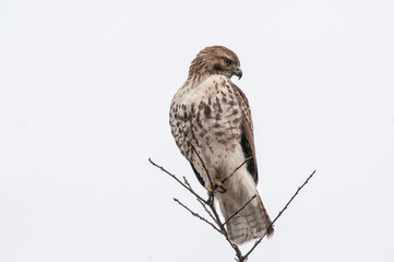 red tailed hawk