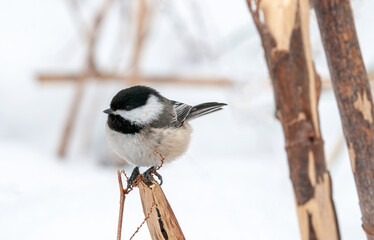 winter bird