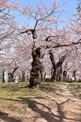丘の上の古木の桜