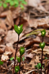 枯れ野のヒトリシズカ