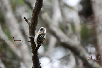 暗い森のコゲラ