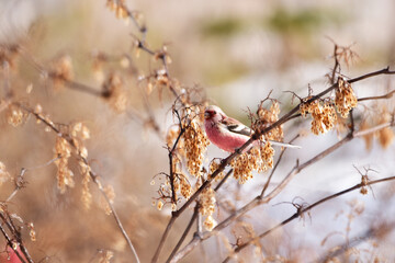 枯れたイタドリに止まるベニマシコ