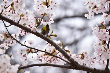 サクラの蜜を吸うメジロ