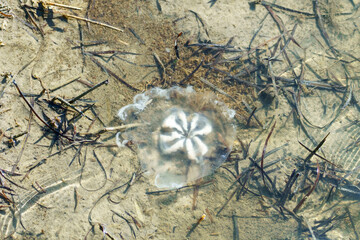 Moon jellyfish in very shallow water at Assateague