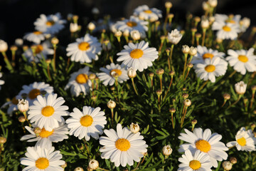 Beautiful white daisy flowers in the early morning sunlight