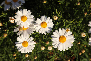 Fototapeta premium Beautiful white daisy flowers in the early morning sunlight