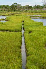 A watery paths cut through green marsh grasses in Assateague Park