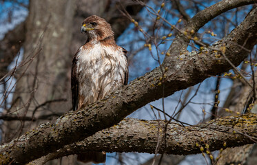 red tailed hawk
