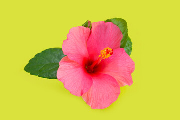 Hibiscus red flower on green background.