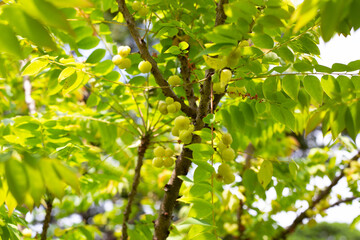 Star gooseberry tree with fruit