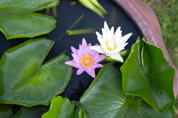 Beautiful blooming lotus flower with leaves, Waterlily pond
