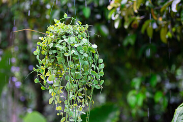 Hanging ivy pot for home and garden decoration.