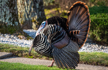 wild turkey