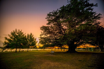 Naklejka premium Large trees in a public park at dusk in Hamilton Lake Domain in New Zealand