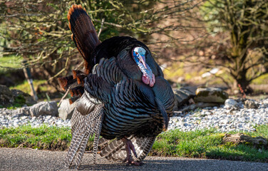 wild turkey