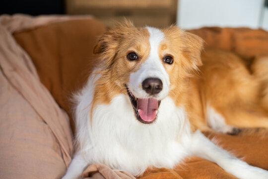 Happy border collie dog on bed