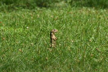 Chipmunk in a field