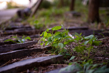 고난속 새싹이 피어나는 모습