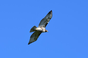 Red Tailed Hawk in flight with wings spread against a blue sky