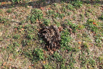 すっかり朽ちて、僅かばかりが地上に残る切り株