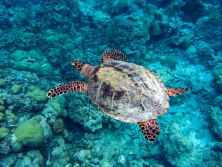 Fototapeta premium Swimming Hawksbill sea turtle in the coral reef ocean, Palau, Micronesia