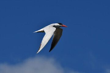 Caspian Tern in flight along the shore on a sunny day