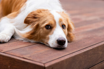 dog lying down on timber decking