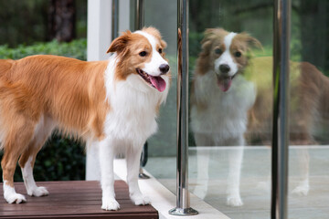 happy dog reflected in glass fence