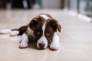 little puppy looking guilty as he lies on the floor