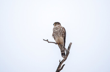 red tailed hawk