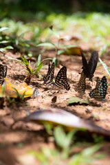 butterflys in the forest