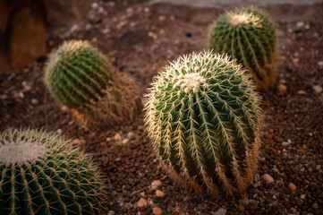 Group of Golden barrel cactus (Echinocactus grusonii) growth and nursery in greenhouse.