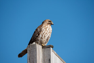 red tailed hawk