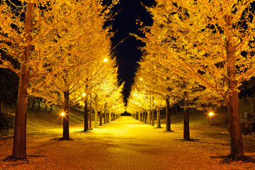 あずま総合運動公園のイチョウ並木夜景