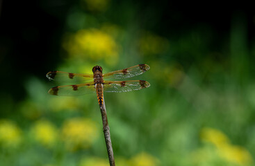 dragonfly on a branch