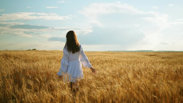 woman in rye field in summer day, rear view of brunette in white dress walking on wheat fields