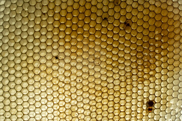 Close-up of yellow honeycomb slice. Geometric structure of work of bees. Hexagon