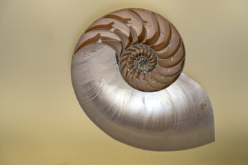 Close up of spiral snail shell texture. Nautilus shell split in half