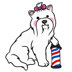 Maltese dog, pet grooming salon cartoon - 524965656