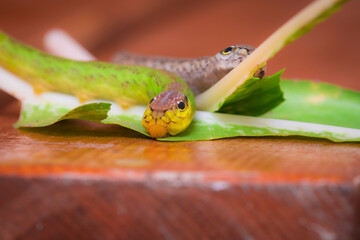 Caterpillar of hawk moth species, mimicking the head of a snake. Mimicry allows this larval stage...