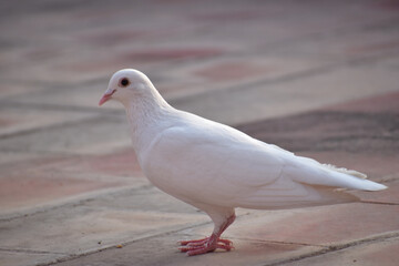 white pigeon on the ground