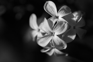 Fototapeta na wymiar white flower on black background