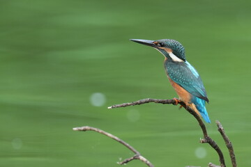 kingfisher on a perch