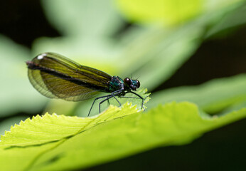 dragonfly on a leaf