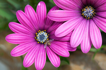 Fototapeta premium pink flower