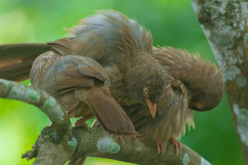 Yellow billed babbler