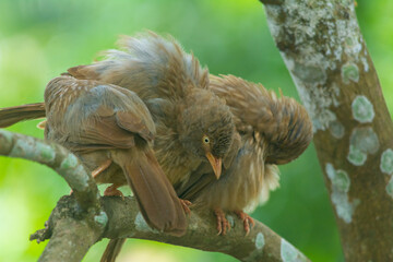 Yellow billed babbler