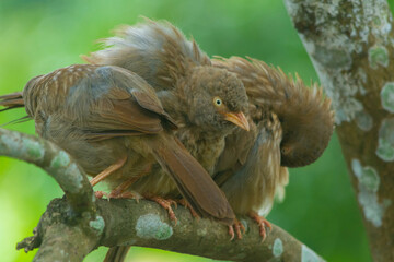 Yellow billed babbler