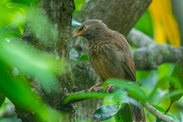 Yellow billed babbler