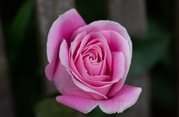pink rose